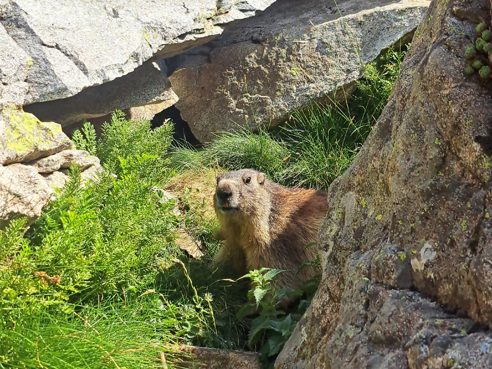 Hautes-Pyrénées