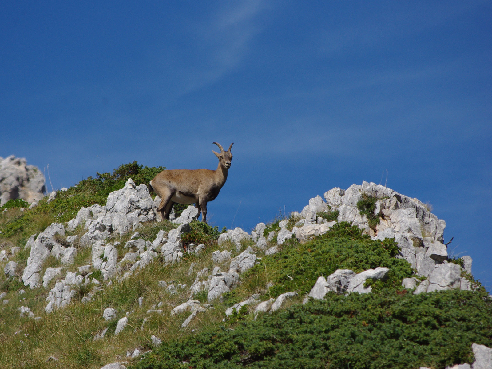 Vercors